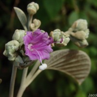 Argyreia osyrensis (Roth) Choisy